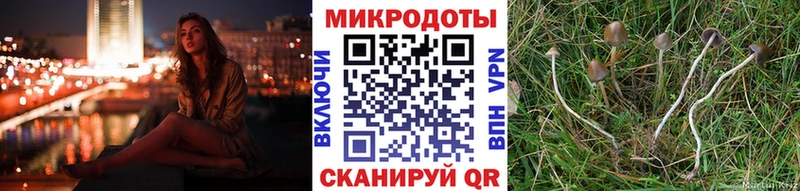 Псилоцибиновые грибы Cubensis Назрань